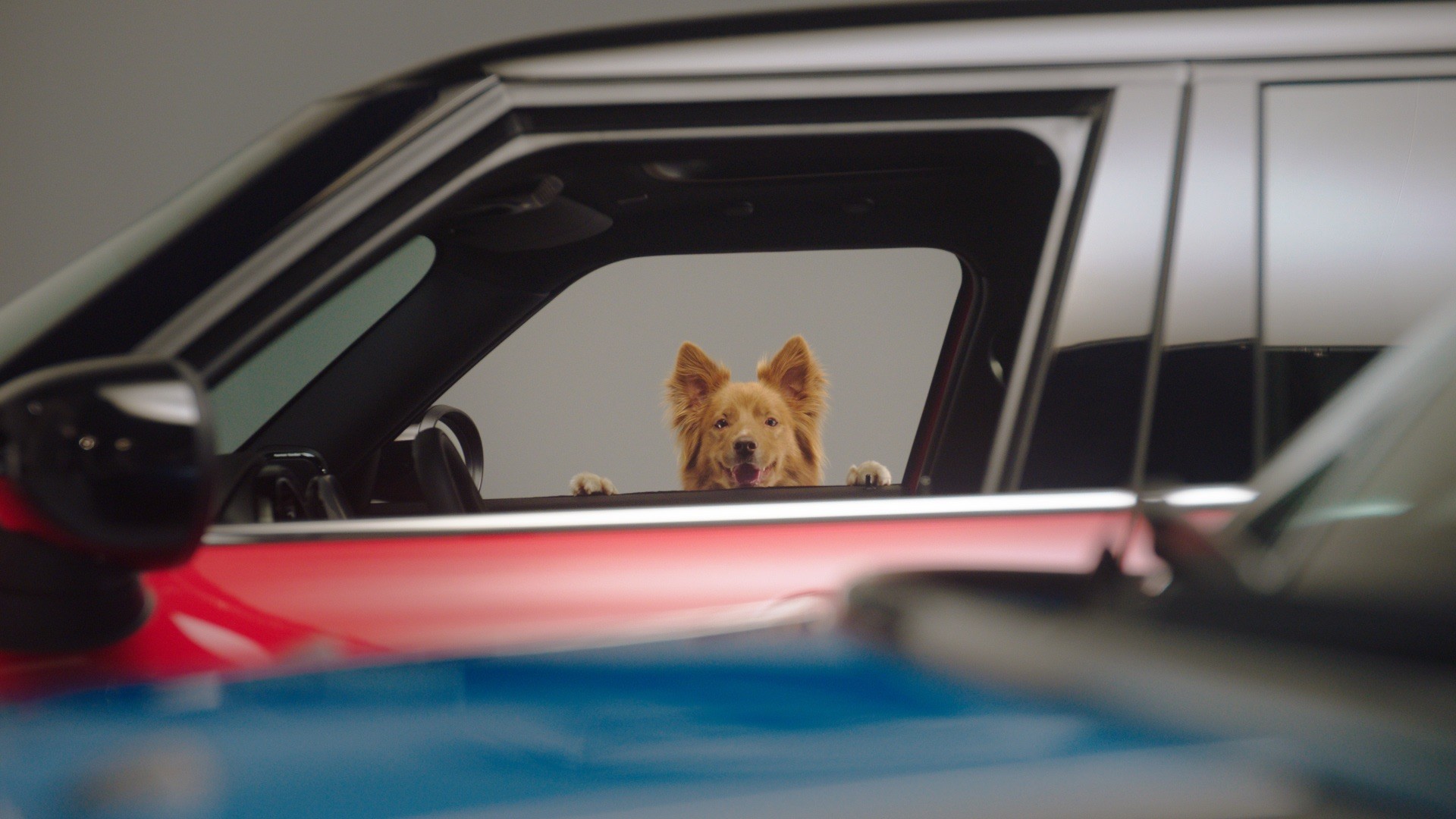 dog looking through car